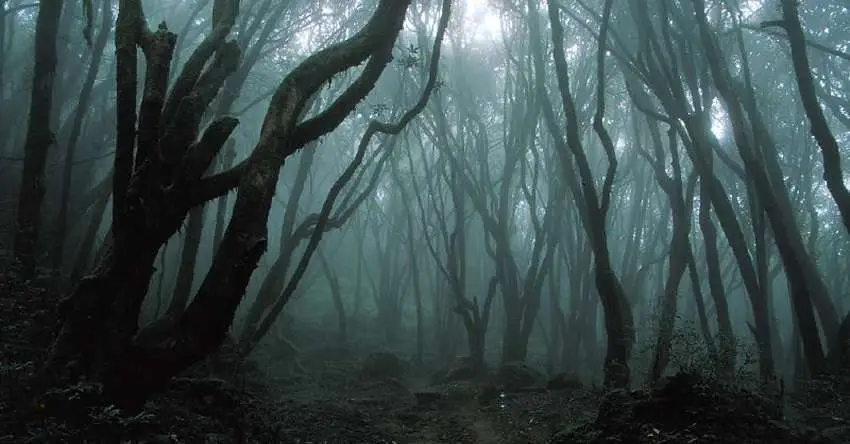  Aokigahara, Suicide Forest